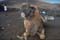 CI_CL_Lanzarote_Kameltaxi