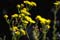 CI_CL_Lanzarote_gelbe_Blume