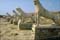 GR_CL_Delos_Loewenterrasse_2