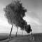 TR_SW_Birken_im_Wind