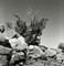 TR_SW_GrandCanyon_Tree1