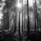 TR_SW_Lichteinfall_03
