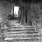 TR_SW_Wald_im_Rauhreif