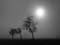 TR_SW_Nebel
