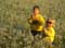 YE_CL_Pusteblumen4